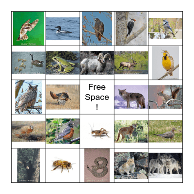 Animal Calls & Sounds Bingo Card