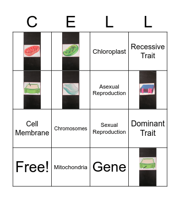 Cell Organelle BINGO Card