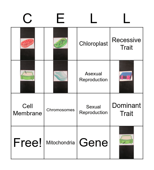Cell Organelle BINGO Card