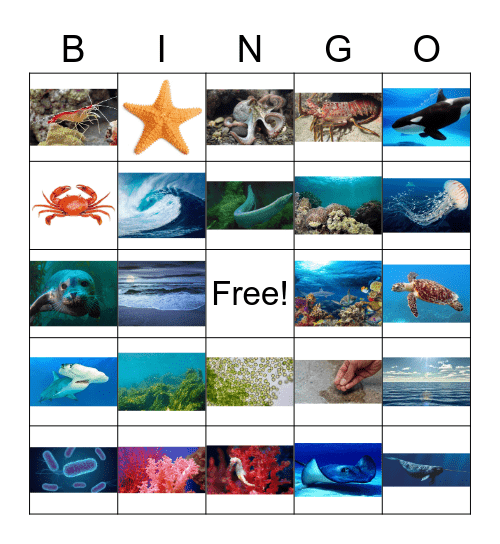 Vocabulario del Oceano Bingo Card