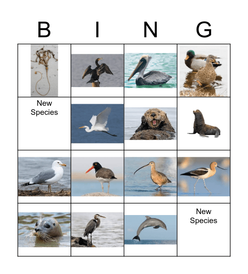 Moss Landing Animal Bingo Card