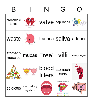 DIGESTIVE SYSTEM Bingo Card