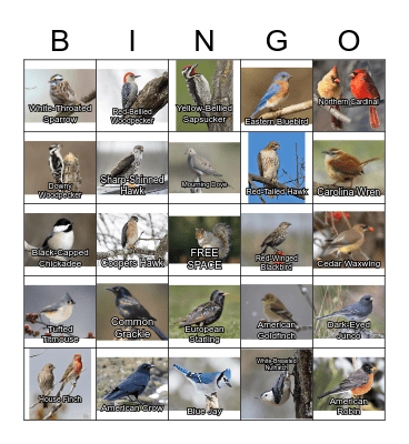 Birds of Killingworth Bingo Card
