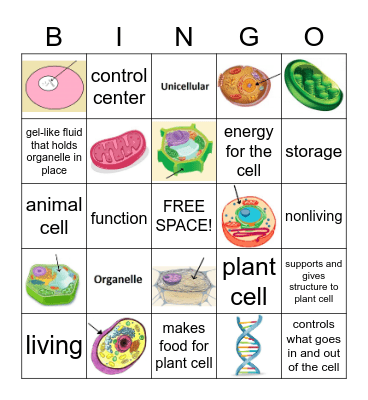 CELLS Bingo Card