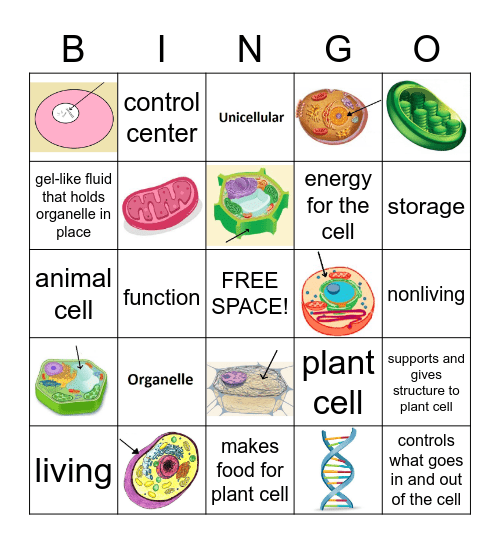 CELLS Bingo Card