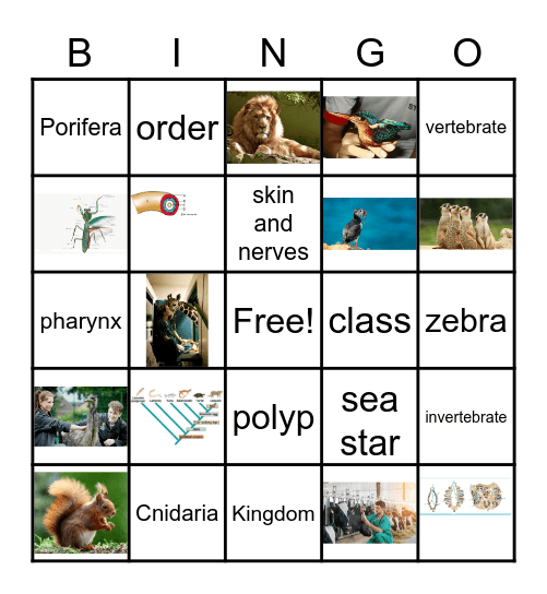 Zoology Bingo Card