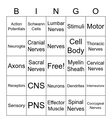 Nervous System Bingo Card
