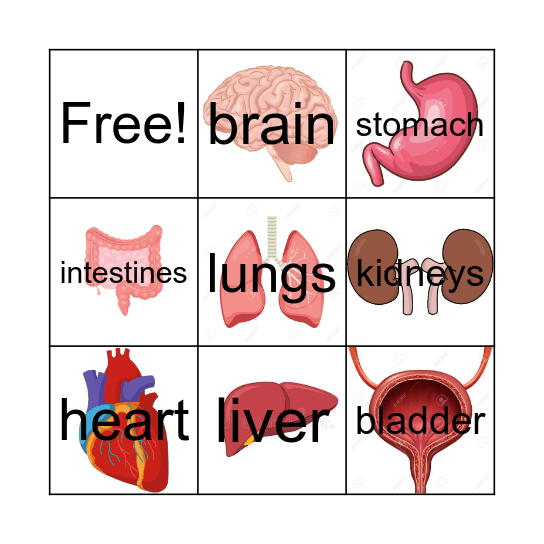 The organs of the body Bingo Card