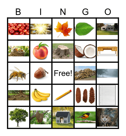 Trees Bingo Card