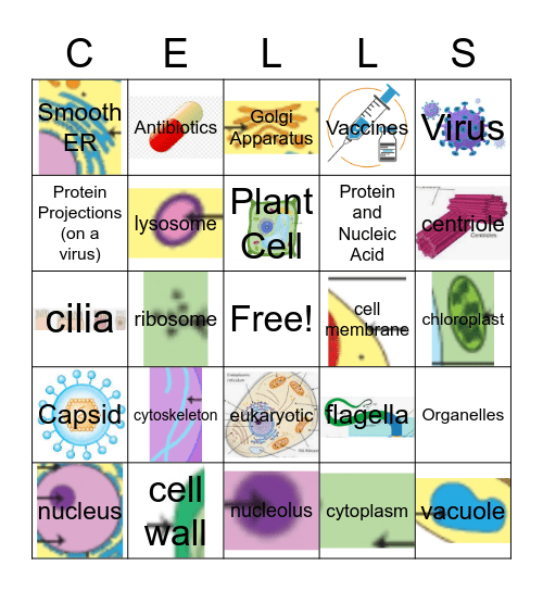 Types of Cells and their Organelles Bingo Card