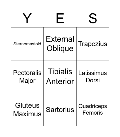 Muscles Bingo Card