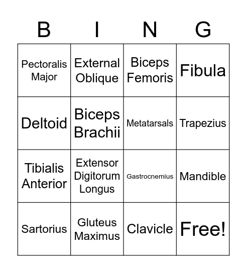 Muscles Bingo Card