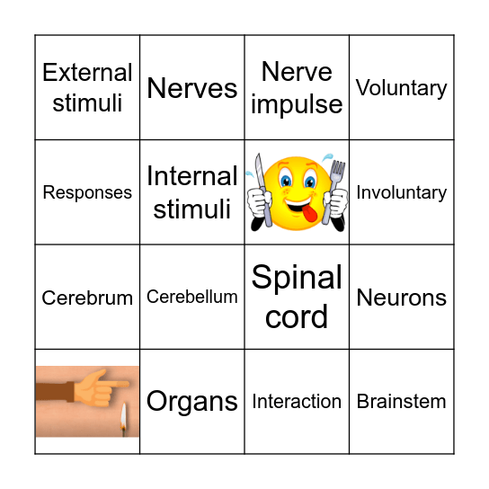 Central Nervous System Key Words Bingo Card