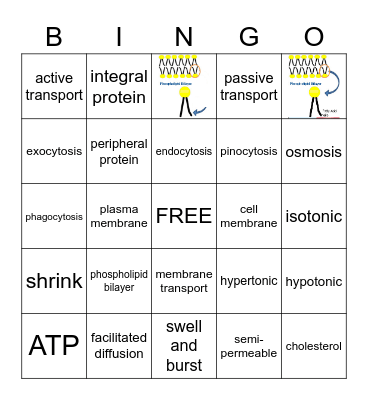Cell Membrane Bingo Card