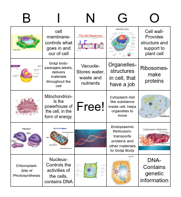 Cell Organelles Bingo Card