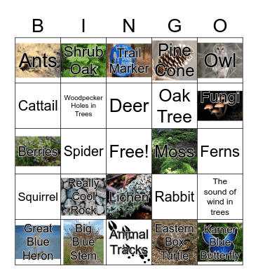 Albany Pine Bush BINGO! Bingo Card