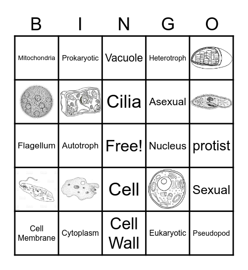 Protist and More Bingo Card