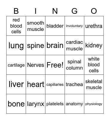 organ systems Bingo Card