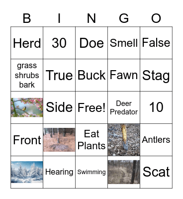 Deer Bingo! Bingo Card