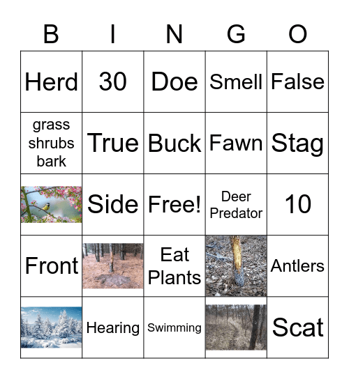 Deer Bingo! Bingo Card