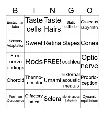 Nervous System Bingo Card
