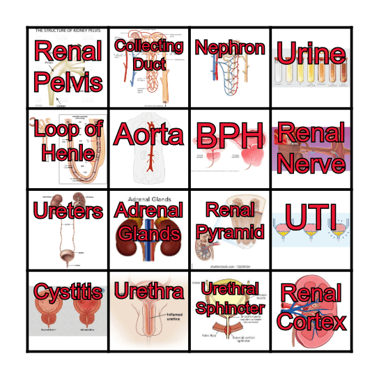 Urinary System Bingo/Loteria! Bingo Card