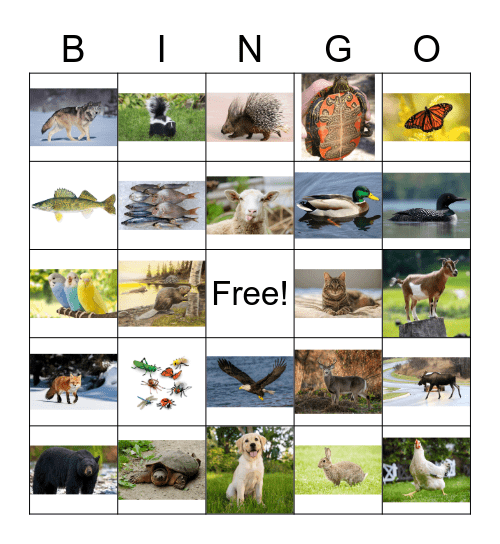 Animals Bingo Card