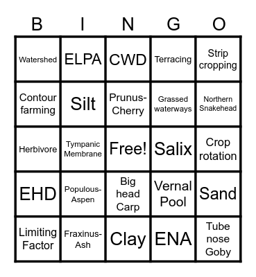 Bingo 1 Bingo Card