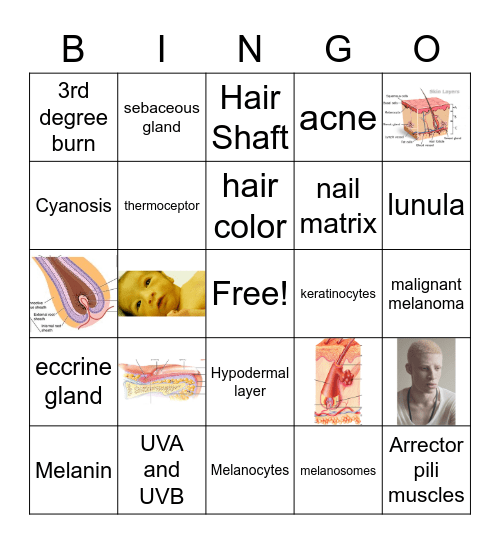 INTEGUMENTARY SYSTEM Bingo Card