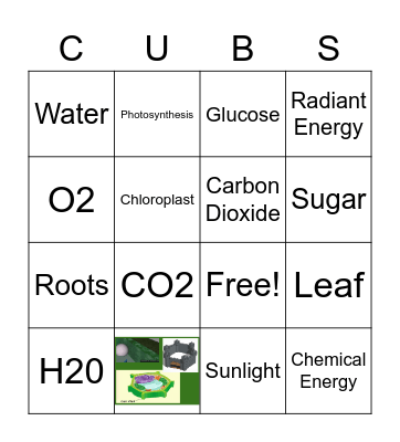 Photosynthesis Bingo Card