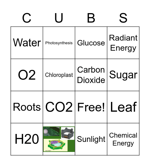 Photosynthesis Bingo Card