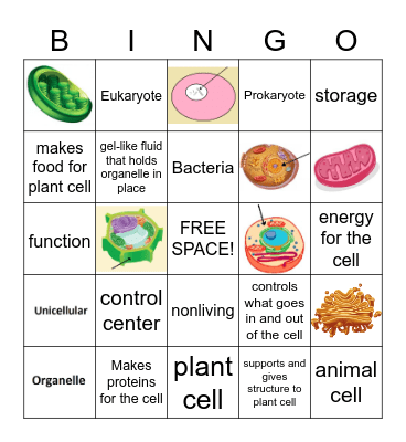 CELLS Bingo Card