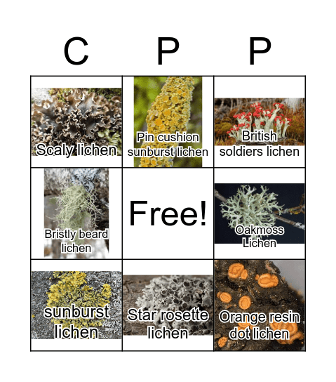 Lichen bingo Card