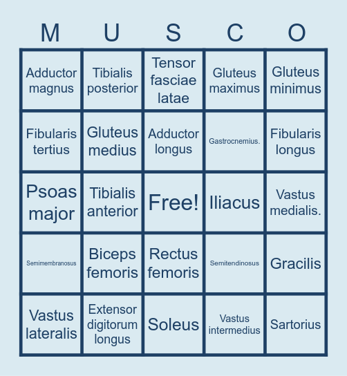 Muscle List #3 Bingo Card