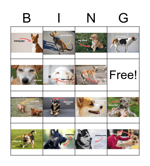 Dog Body Language Bingo Card