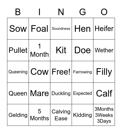 Animal Terms/EPDs Bingo Card