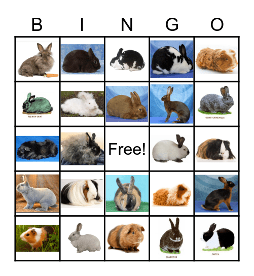 Rabbit and Cavy Bingo Card
