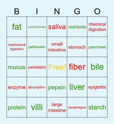 Maddie - Digestion Bingo Card