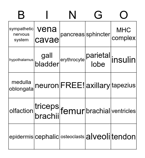 Anatomy Bingo Card