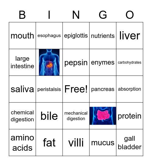 Alexa's digestion card Bingo Card