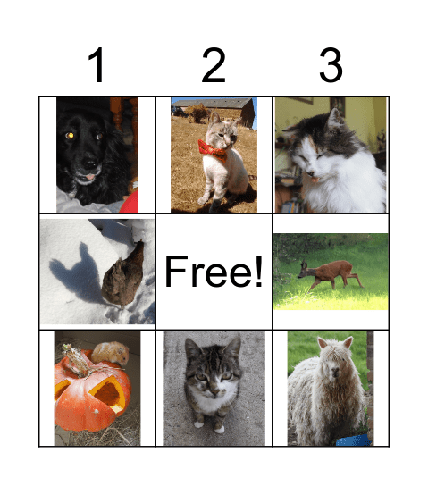 Pet Bingo Card