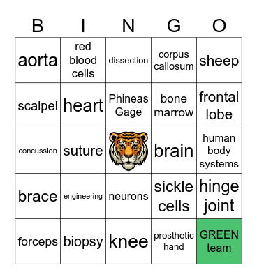 STEM week wrap up Bingo Card
