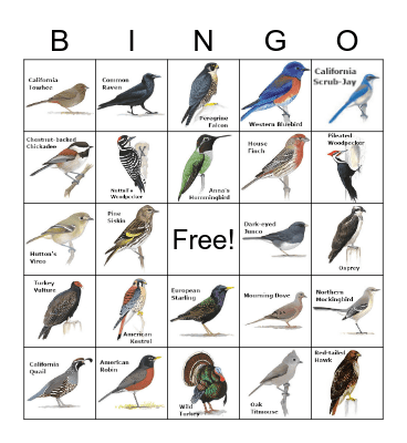 B  I  R  D Bingo Card