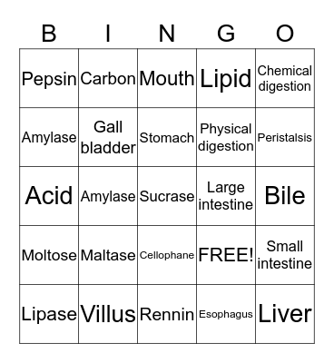 Digestion System Bingo Card