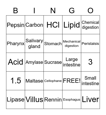 Digestion System Bingo Card