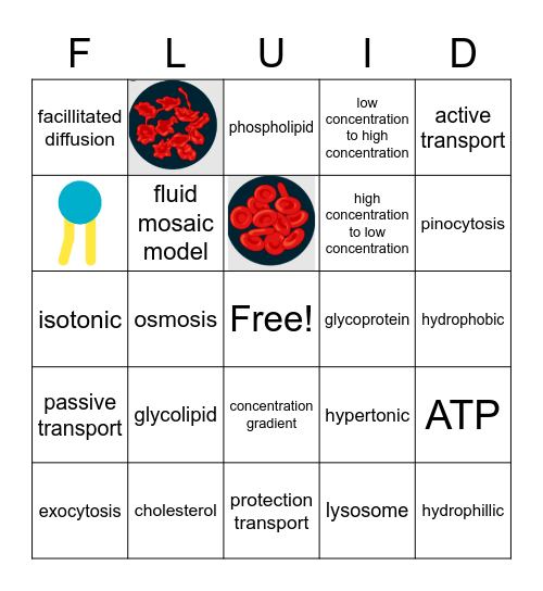 Cell Transport and Cell Membrane Bingo Card