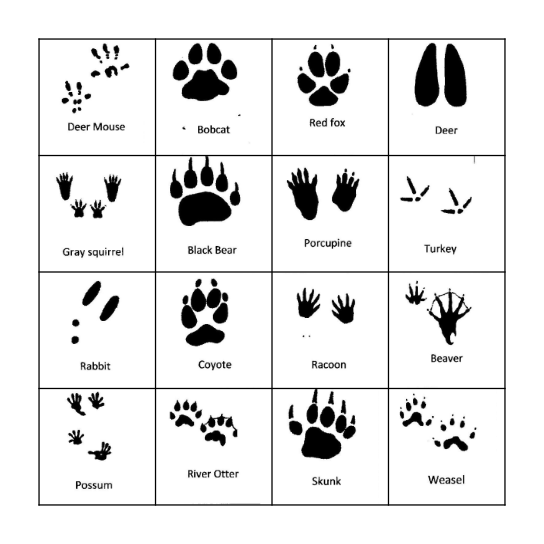 Animal Tracks Bingo Card