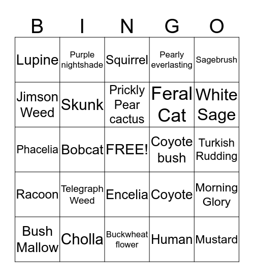 Crystal Cove Transect Plants and Animals Bingo Card