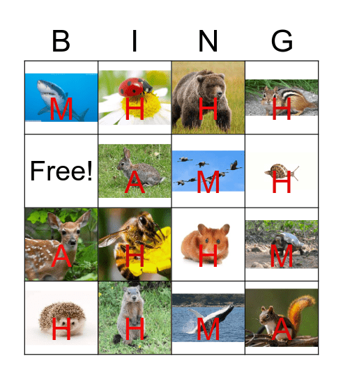 Animals in Winter Bingo Card