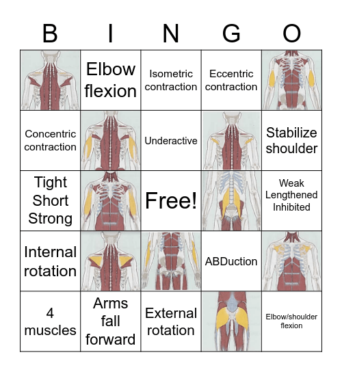 Rotator Cuff and Arm Muscle BINGO Card